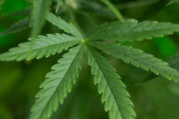 Marijuana plant with medical cannabis, cbd