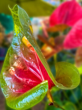 Spathe d&rsquo;anthurium 