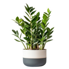 Fototapeta premium A vibrant green houseplant in a stylish white and grey pot, perfect for modern home decor and indoor gardening enthusiasts.