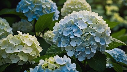 Gorgeous hydrangea flowers in full bloom with a mix of soft blue and white petals surrounded by lush green leaves.