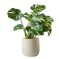 Beautiful monstera plant in a decorative white pot, perfect for indoor decor and adding a touch of nature to your home or office space.