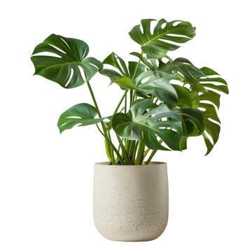 Beautiful monstera plant in a decorative white pot, perfect for indoor decor and adding a touch of nature to your home or office space.