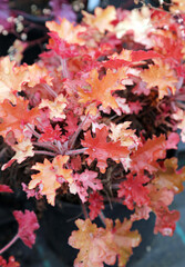 Macro image of red and orange Heuchera leaves, North Yorkshire England
