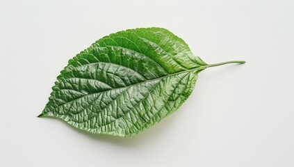 Obraz premium Vibrant Green Leaf on a White Background