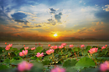 Lotus (Lotus India, Lotus sacred, Nuts of India) in the swamps that sunrise at Bueng Lahan, Chaiyaphum province of Thailand