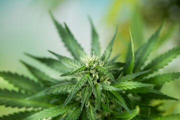 Close up view of green marijuana plant