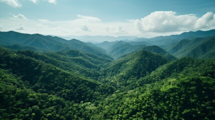 Thriving green trees in dense forest symbolize successful reforestation project for sustainability