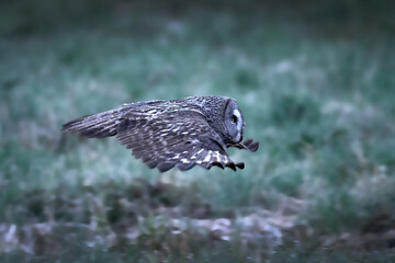 Great grey owl (Strix nebulosa)