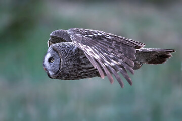 Great grey owl (Strix nebulosa)