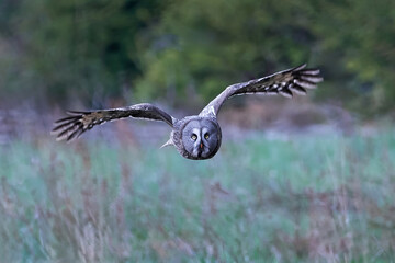 Great grey owl (Strix nebulosa)