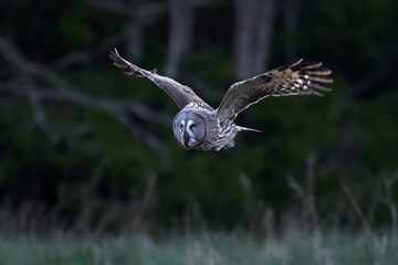 Great grey owl (Strix nebulosa)