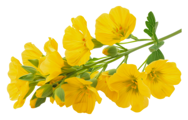 Close-up of a yellow evening primrose flower stem, cut out - stock png.