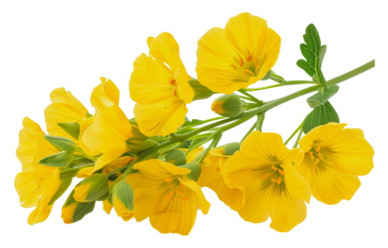 Close-up of a yellow evening primrose flower stem, cut out - stock png.