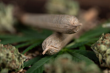 Blunt, cannabis and medical marijuana bud , cbd