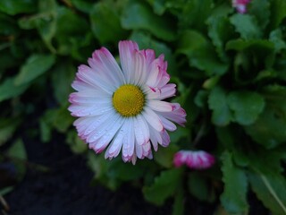 Obraz premium Delicate Pink Daisy in Full Bloom 