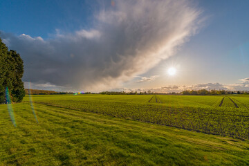 Barley field at sunset