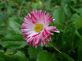 Obraz premium Delicate Pink Daisy in Full Bloom 