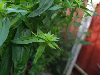 Obraz premium Vibrant Green Leaves in Garden