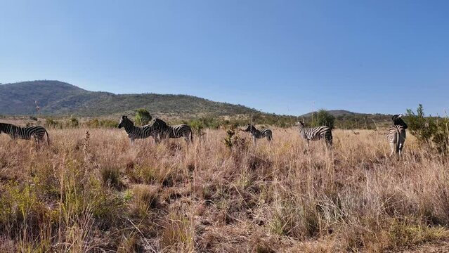 Wild Zebras At Pilanesberg National Park North West South Africa. African Pilanesberg National Park North West. Countryside Sky Clouds Rural Field. Countryside Agronomy Rural Sky Horizon.