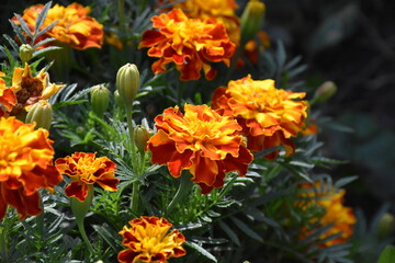 Vibrant Orange Marigolds in Full Bloom
