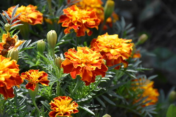 Vibrant Orange Marigolds in Full Bloom
