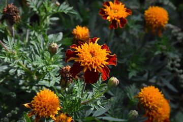 Vibrant Orange Marigolds in Full Bloom
