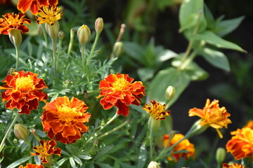 Vibrant Orange Marigolds in Full Bloom
