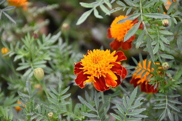 Vibrant Orange Marigolds in Full Bloom
