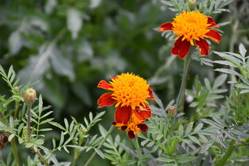 Vibrant Orange Marigolds in Full Bloom
