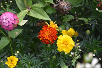 Vibrant Orange Marigolds in Full Bloom

