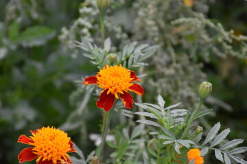 Vibrant Orange Marigolds in Full Bloom
