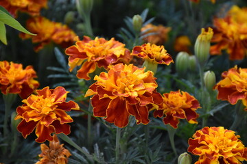 Vibrant Orange Marigolds in Full Bloom
