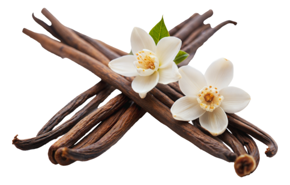 Vanilla bean pods and flowers, cut out - stock png.