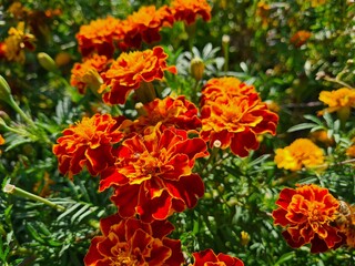 Vibrant Orange Marigolds in Full Bloom
