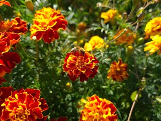 Vibrant Orange Marigolds in Full Bloom
