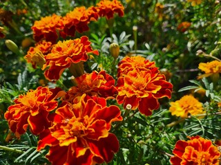 Vibrant Orange Marigolds in Full Bloom
