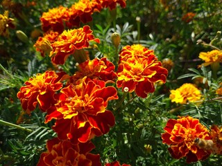 Vibrant Orange Marigolds in Full Bloom
