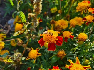 Vibrant Orange Marigolds in Full Bloom
