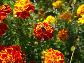 Vibrant Orange Marigolds in Full Bloom
