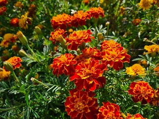 Vibrant Orange Marigolds in Full Bloom
