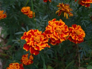 Vibrant Orange Marigolds in Full Bloom
