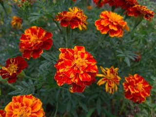 Fototapeta premium Vibrant Orange Marigolds in Full Bloom 