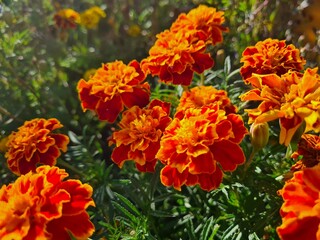 Vibrant Orange Marigolds in Full Bloom
