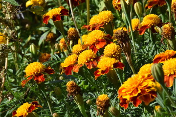 Vibrant Orange Marigolds in Full Bloom

