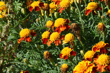 Vibrant Orange Marigolds in Full Bloom
