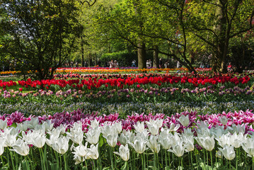 Field of exotic varieties of multi color blooming tulips in a park