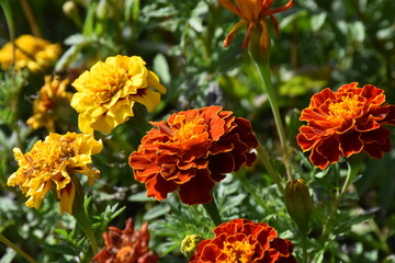 Vibrant Orange Marigolds in Full Bloom
