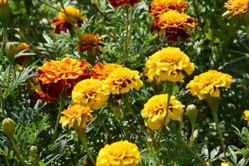 Vibrant Orange Marigolds in Full Bloom
