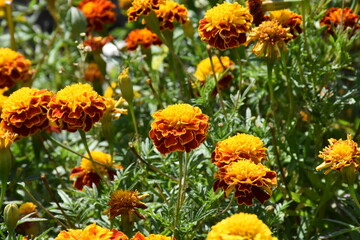 Vibrant Orange Marigolds in Full Bloom
