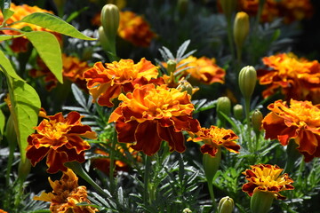 Vibrant Orange Marigolds in Full Bloom
